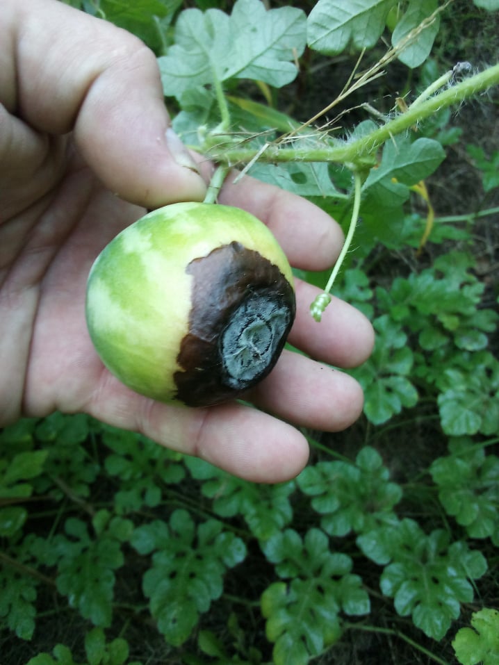watermelon with blossom end rot