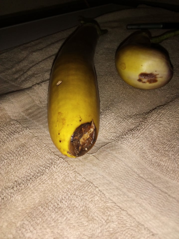 eggplant with blossom end rot
