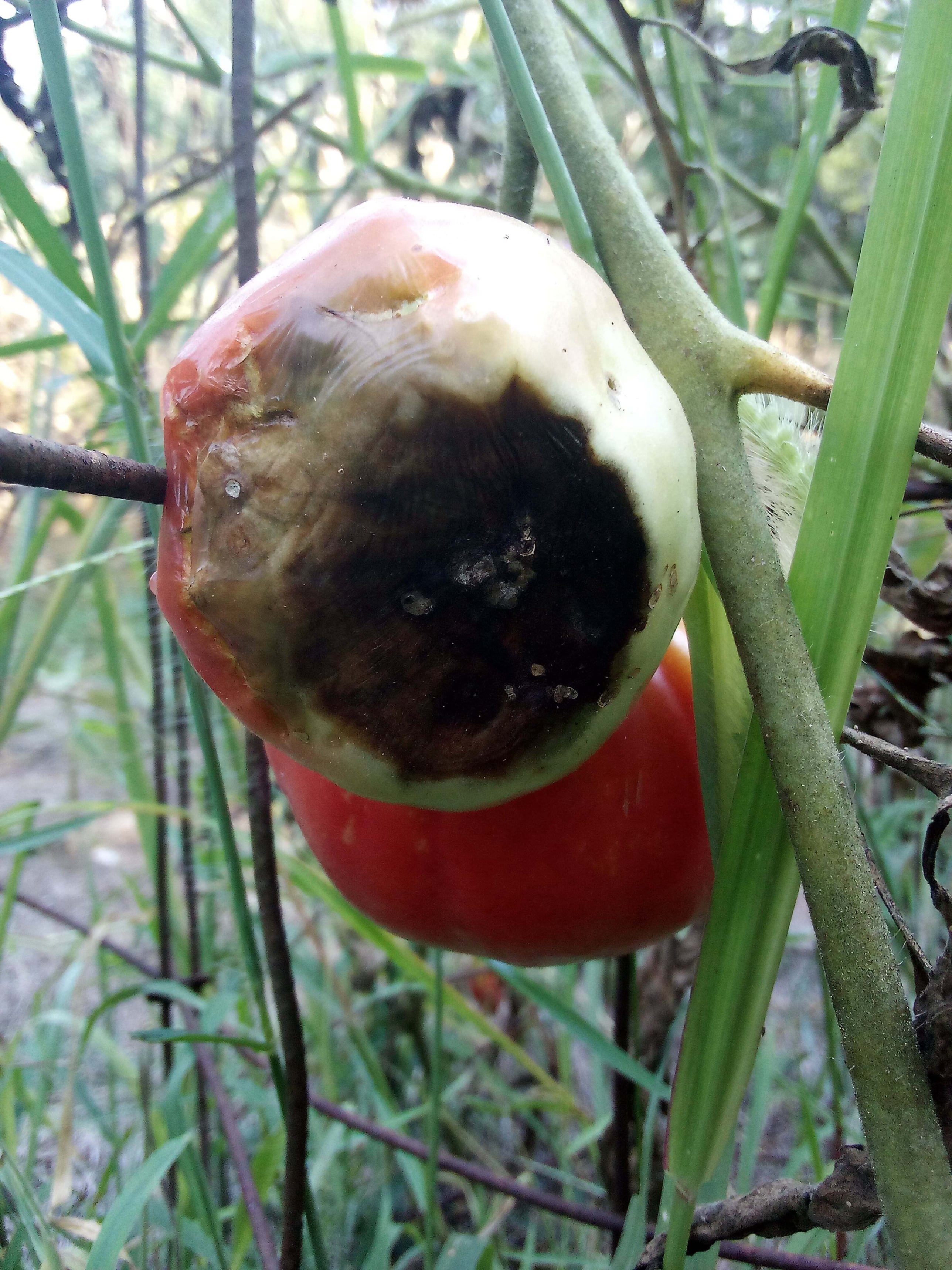 blossom end rot on ripe tomato