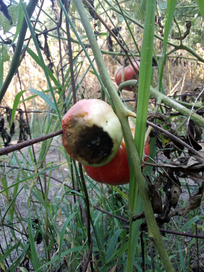 tomato with blossom end rot