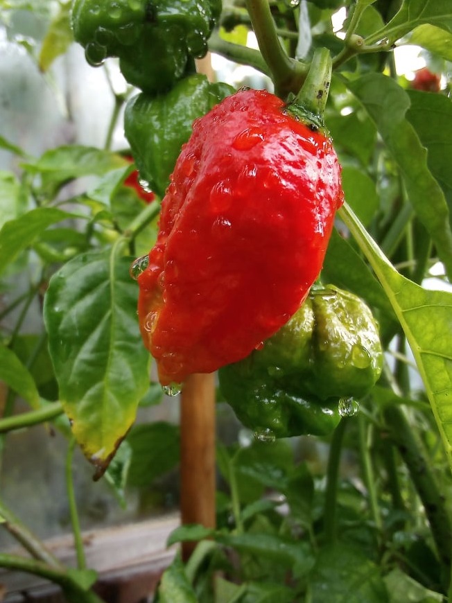 apocalypse scorpion pepper plant