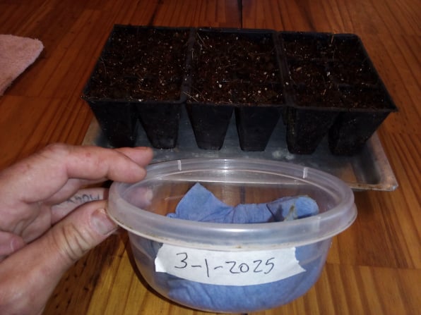 cucumber seeds germinating in paper towels