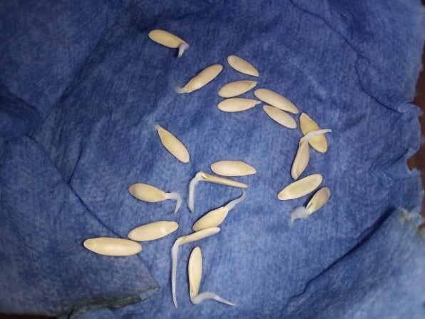 cucumber seeds sprouting