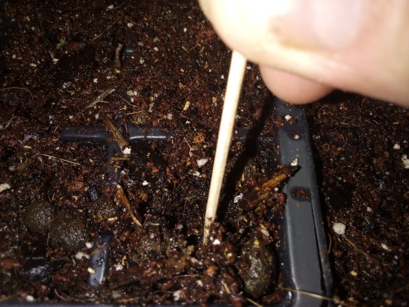 using toothpick to make hole for planting