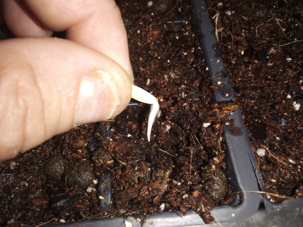 sprouted cucumber seed