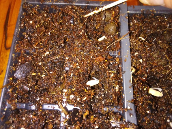 covering sprouted cucumber seed with soil