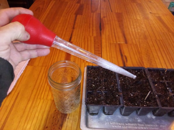 watering seedling with turkey baster
