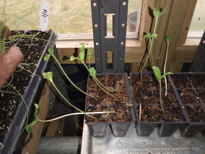 Armenian cucumber seedlings in greenhouse