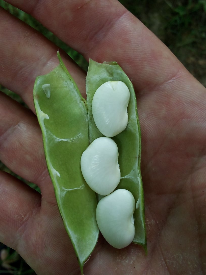willow leaf butter beans