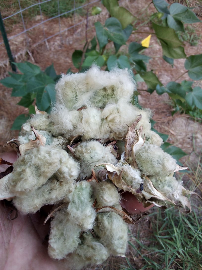 Arkansas Green Lint Cotton