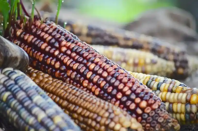 Heirloom corn seeds