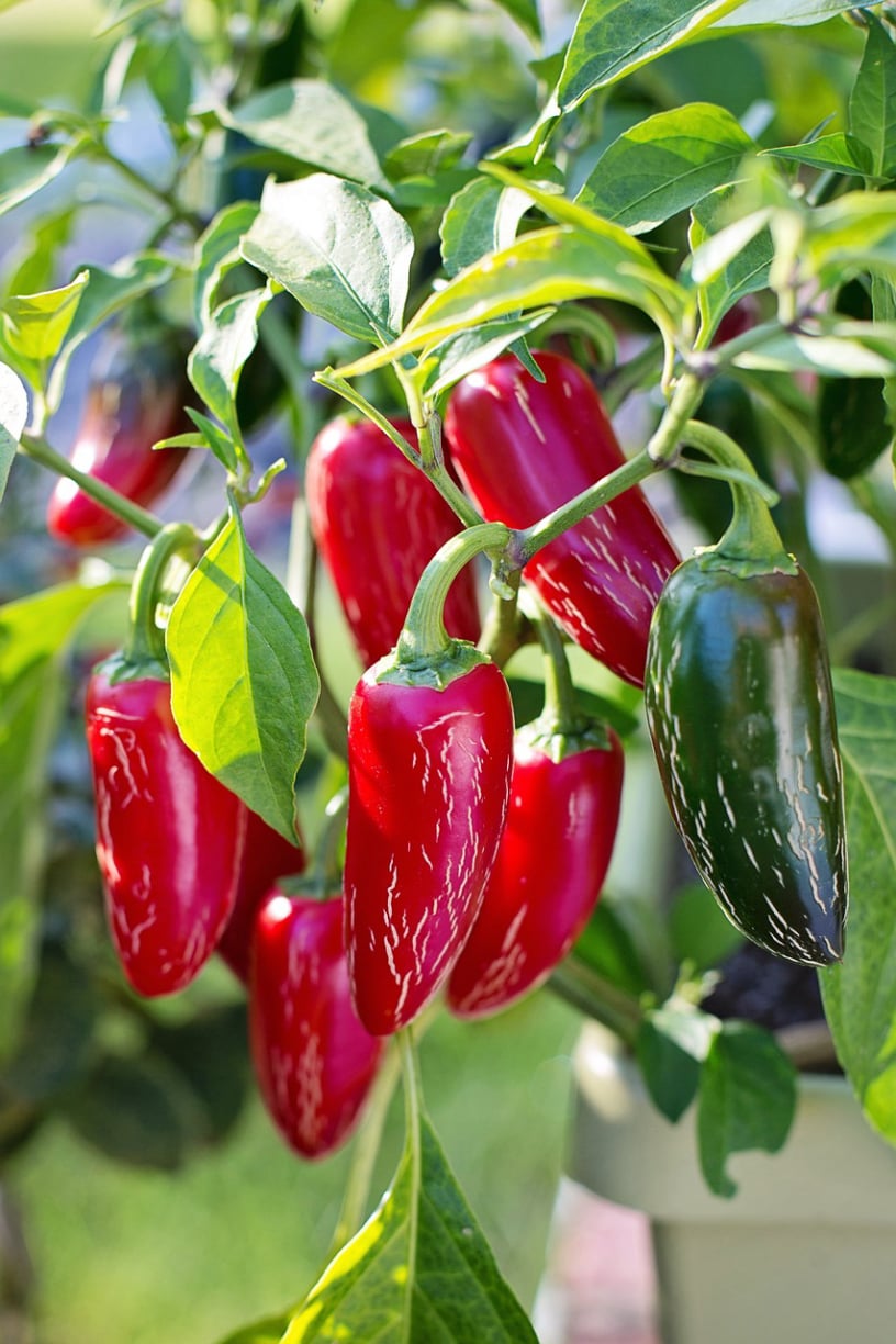 jalapeno pepper plant