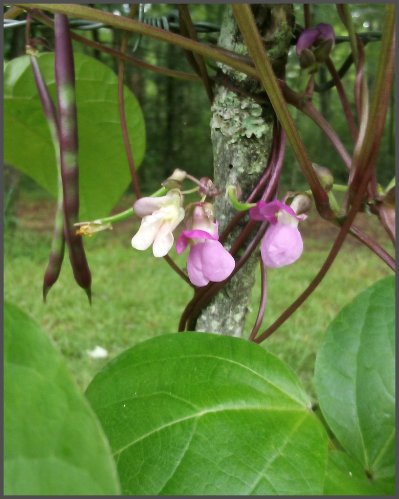 louisianna purple pod string beans green beans