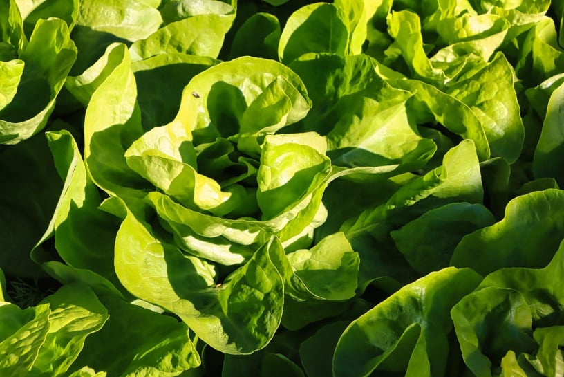 Butter Crunch Lettuce