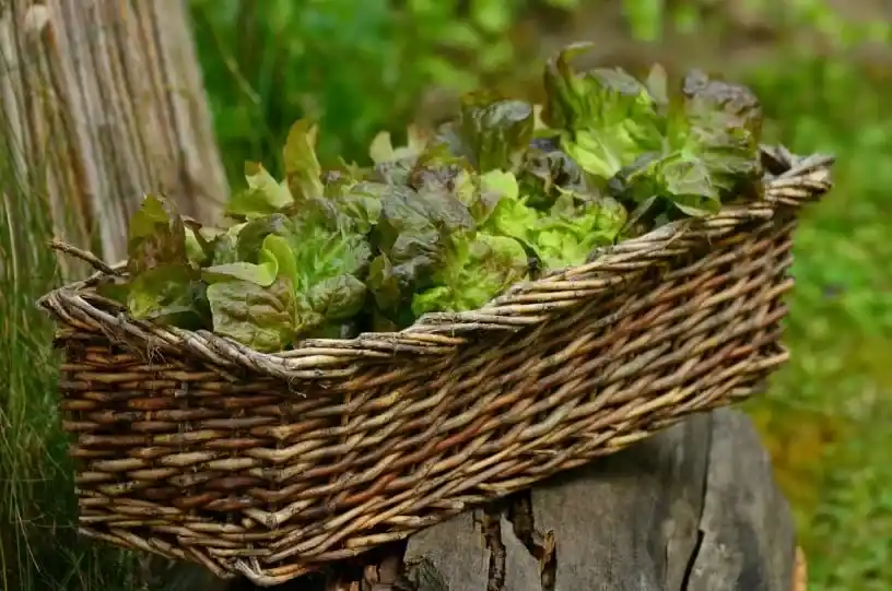 cools season seed kit