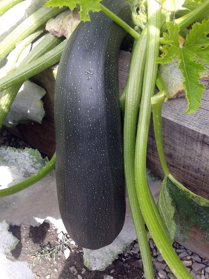 zucchini squash
