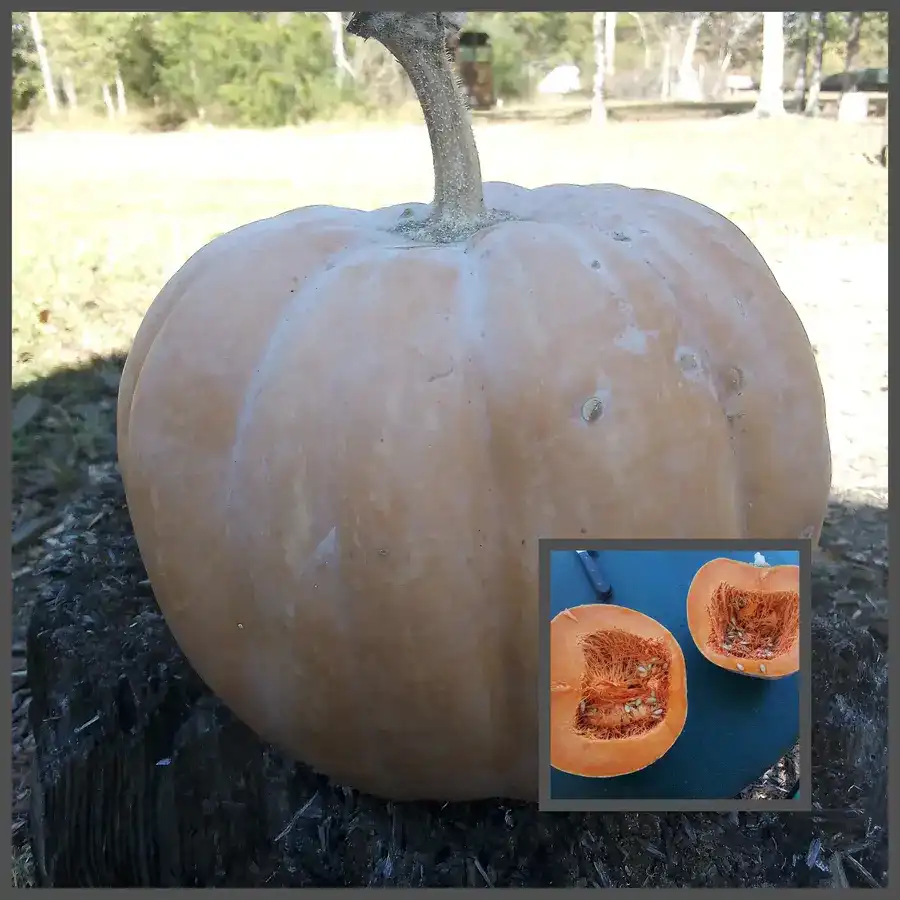 McVille Haystack Pumpkin