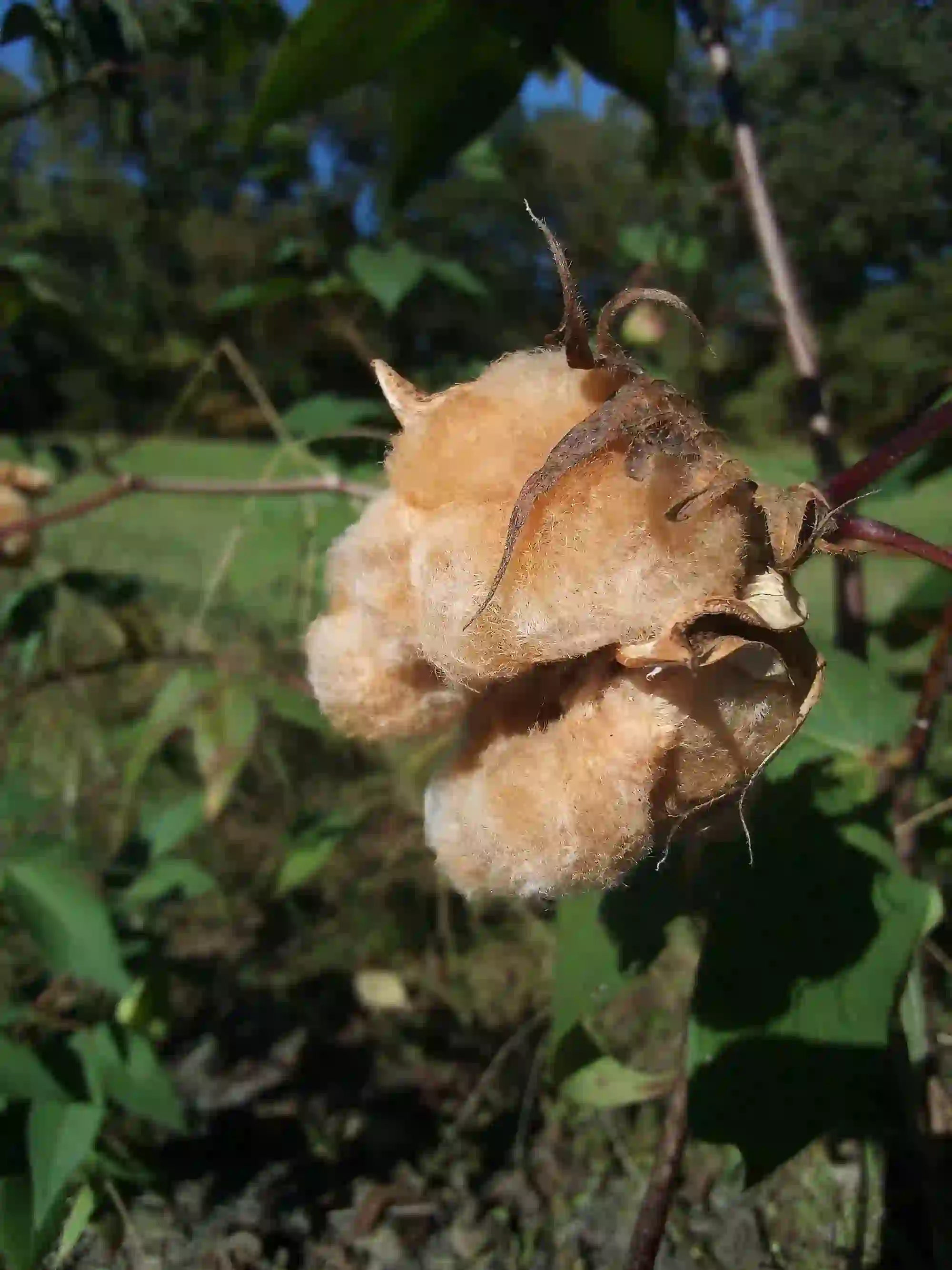 Mississippi Brown Cotton