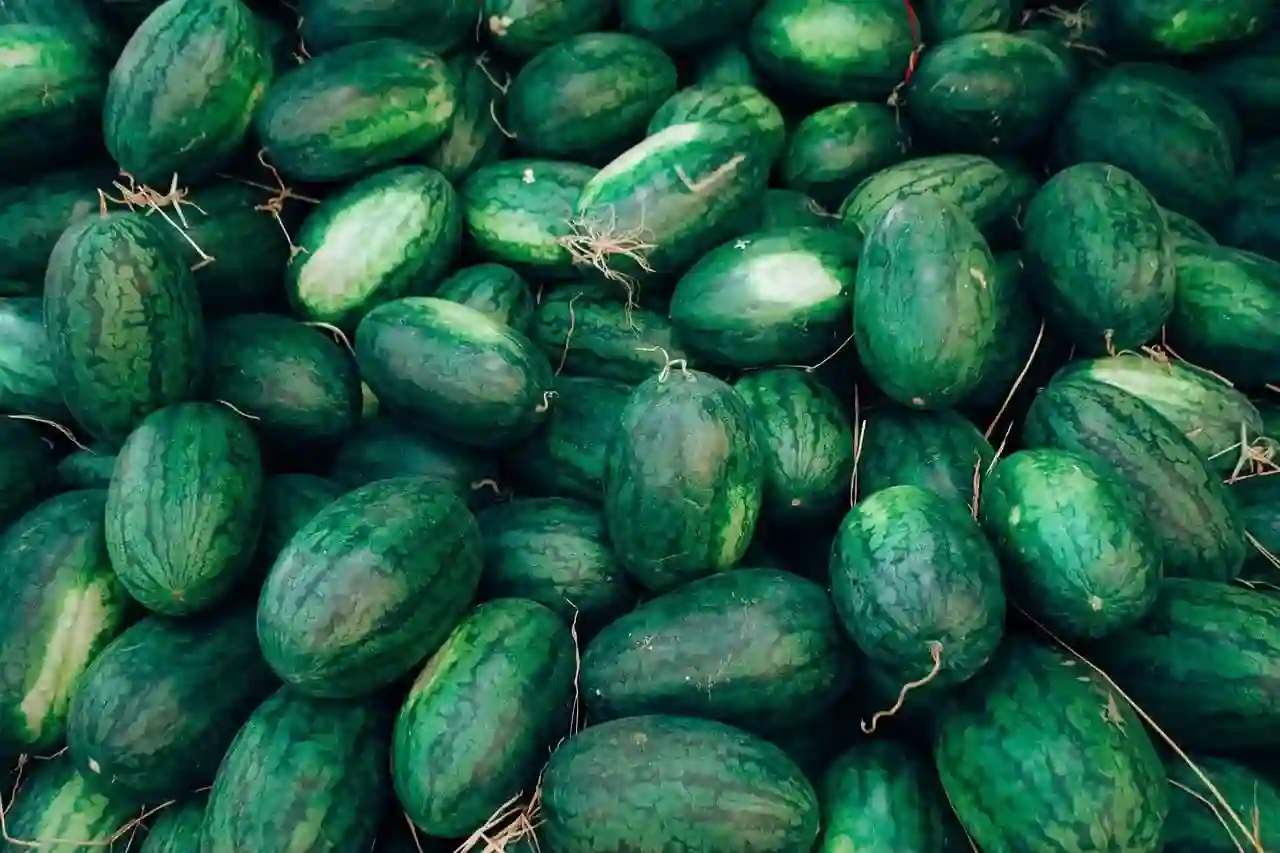mountain sweet yellow watermelon harvest