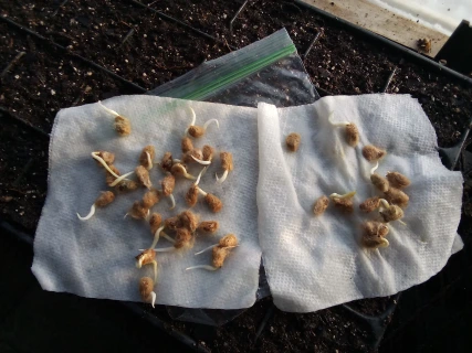 ms brown cotton sprouts over cellular tray