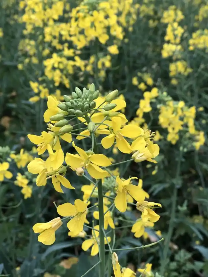 mustard flowers