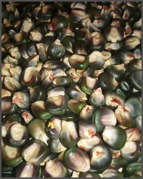 Oaxacan Green Corn