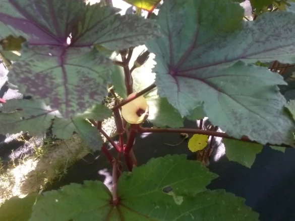 okra