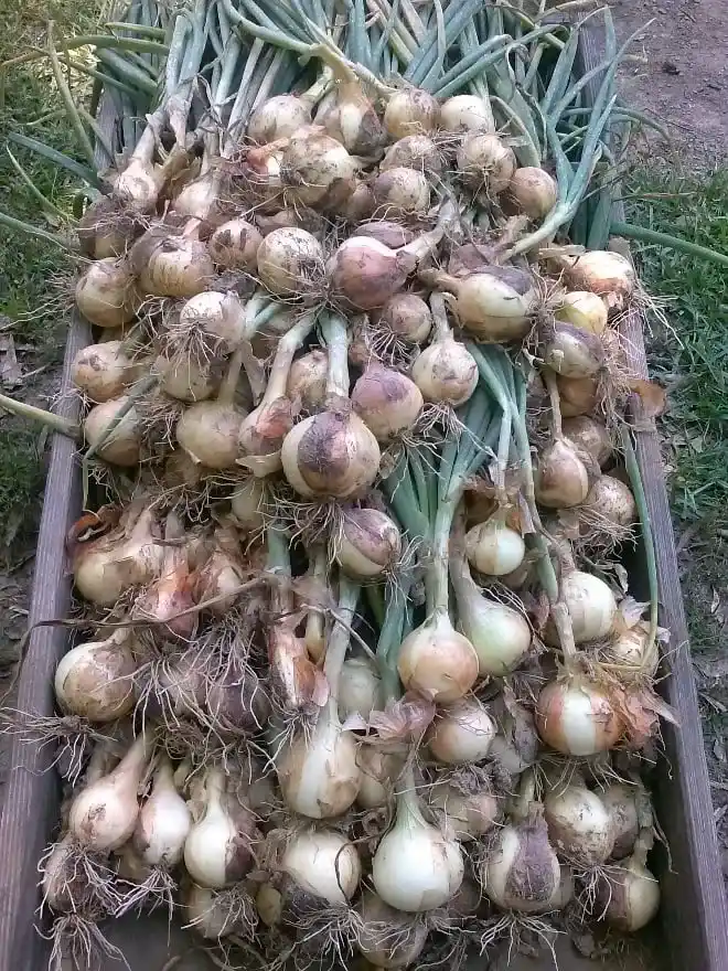 onions