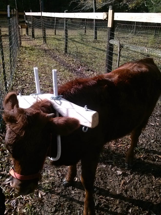 young ox with single yoke