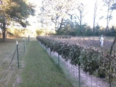 peanuts hanging on fence