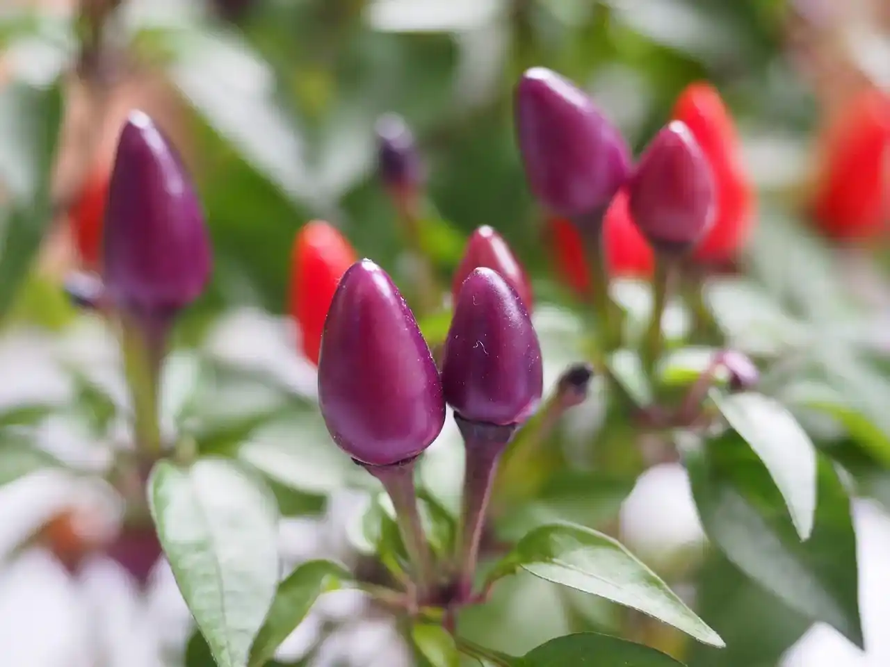 peppers