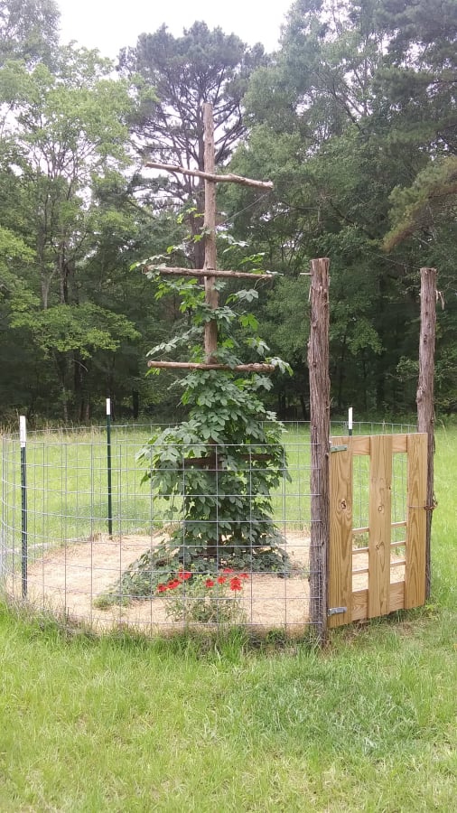 hops plants
