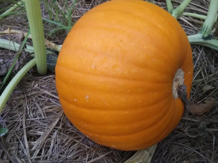 pie pumpkin
