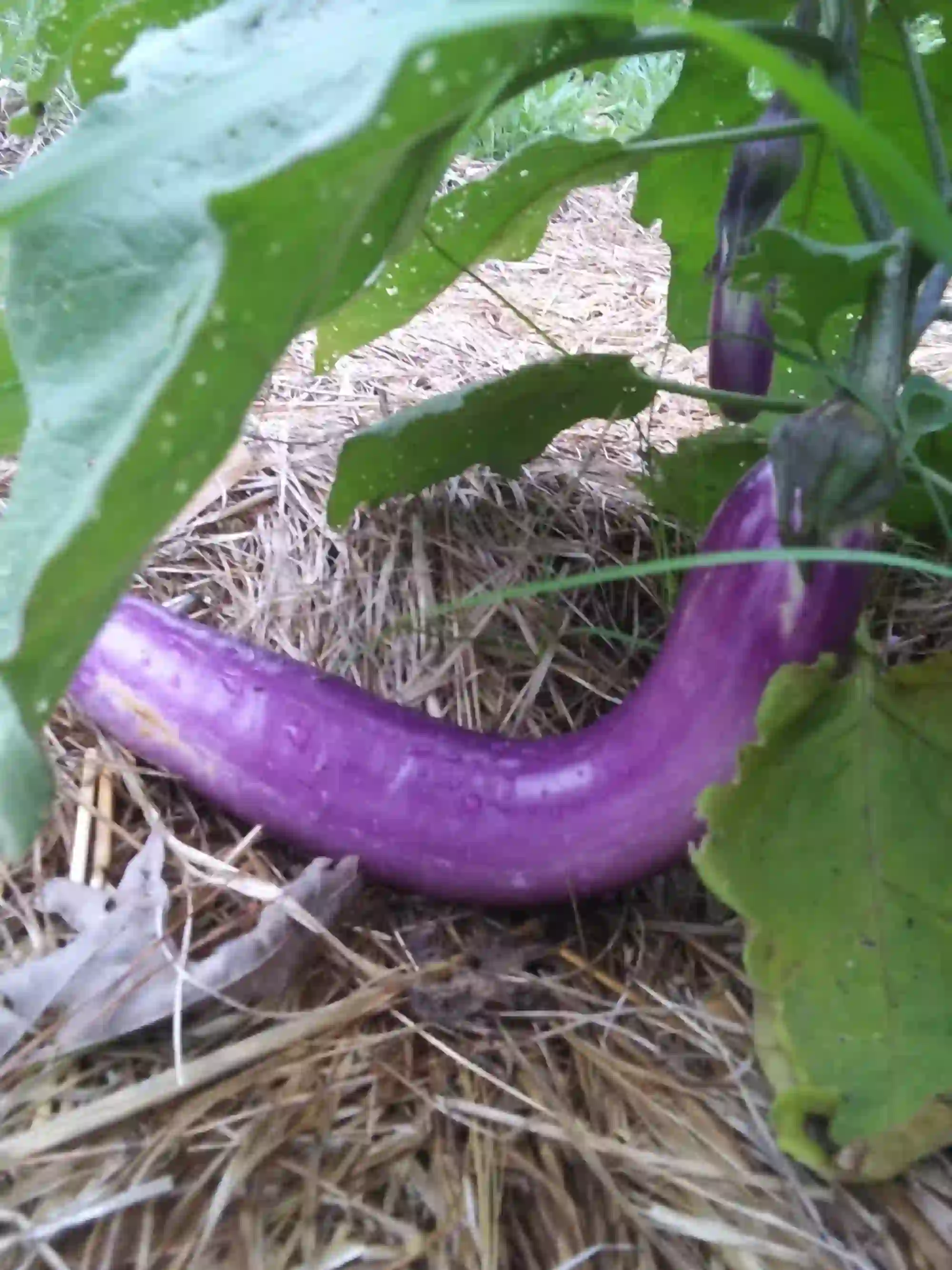 eggplant