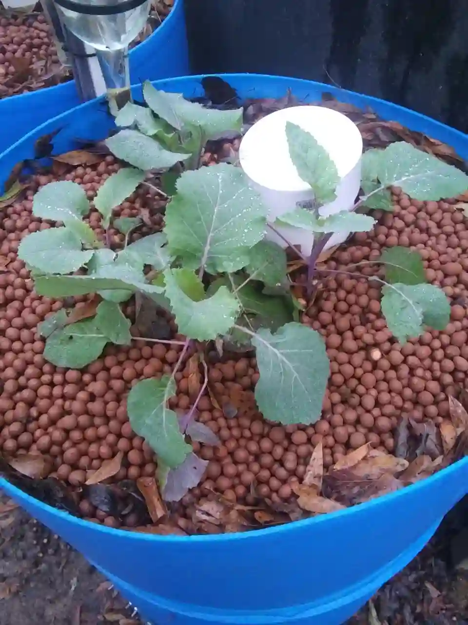 plants growing in grow bed