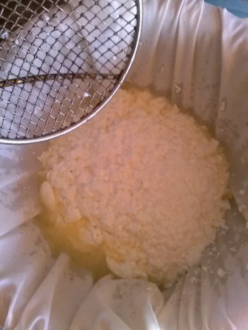 pouring curds into cheesecloth