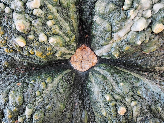 marina di chioggia pumpkin