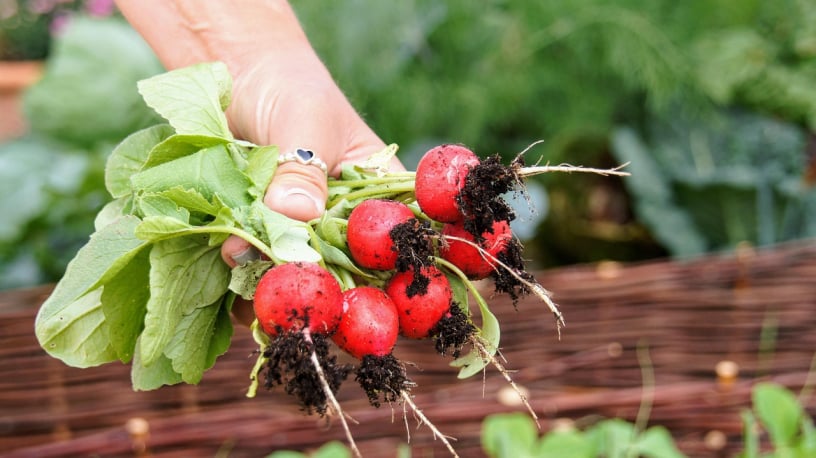 Cherry Belle Radish