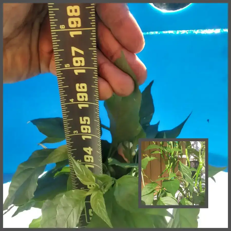 Record Breaker Cayenne Pepper