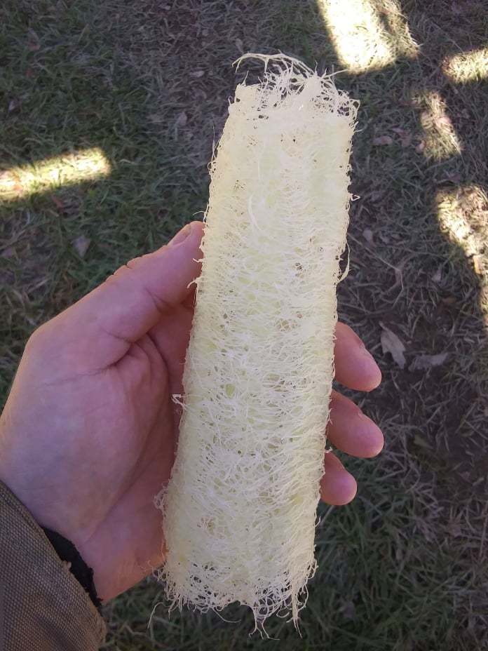 luffa gourd