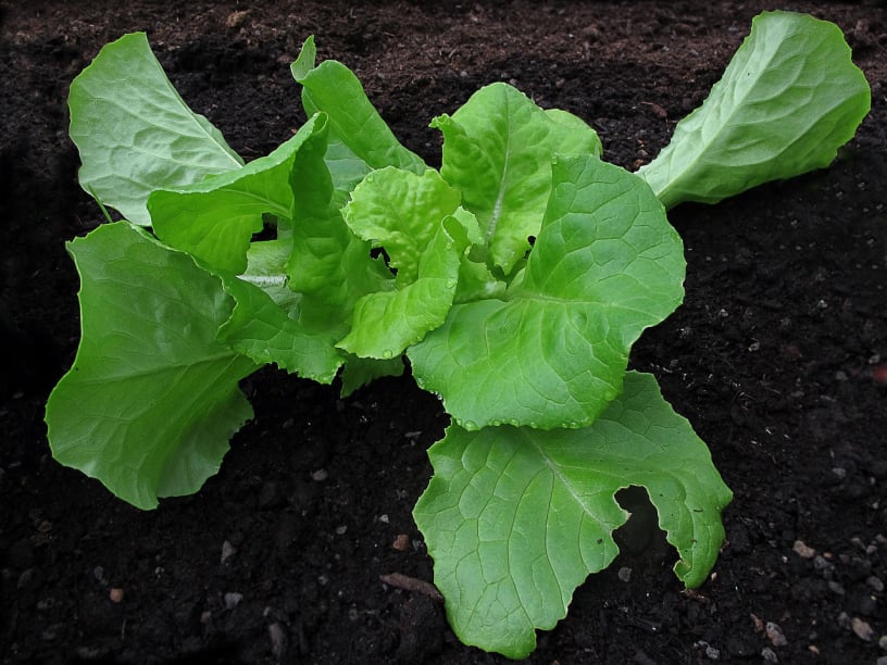 Salad Bowl Lettuce