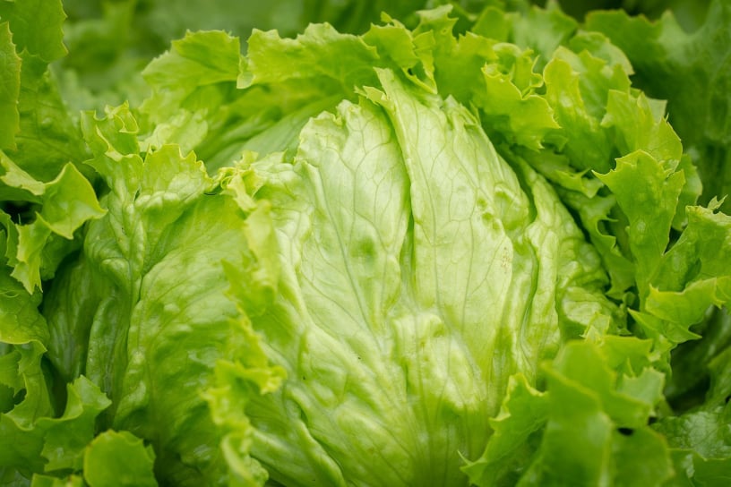 Great Lakes Lettuce