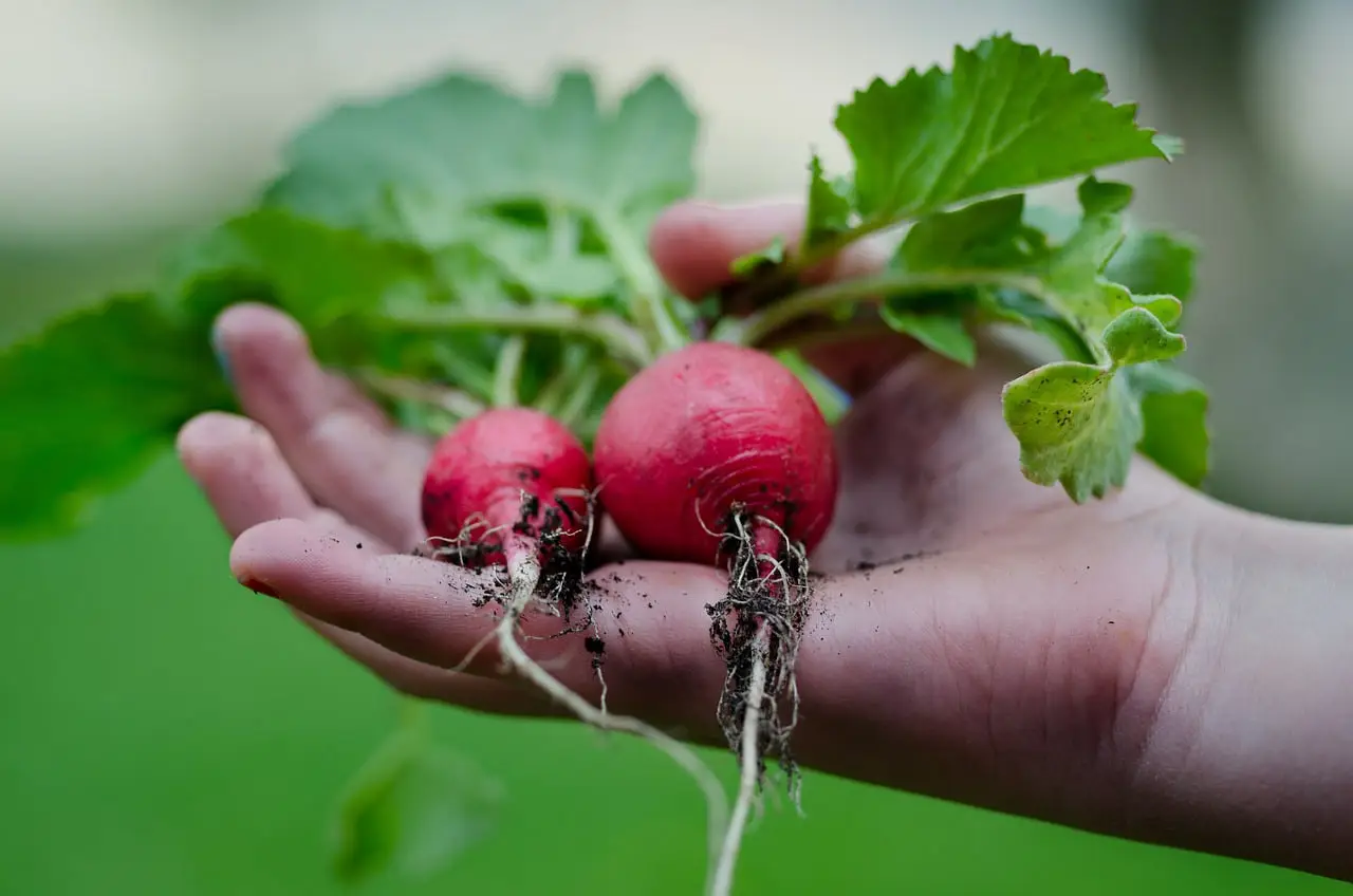 scarlet globe radish