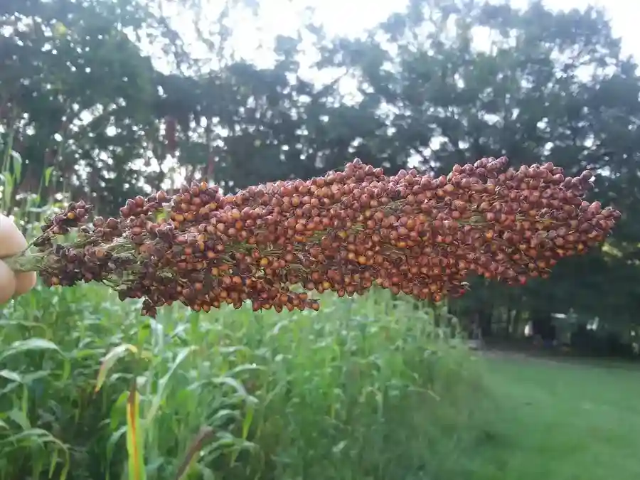 mennonite sorghum