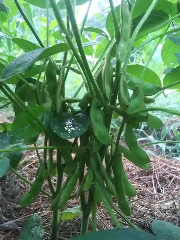beans