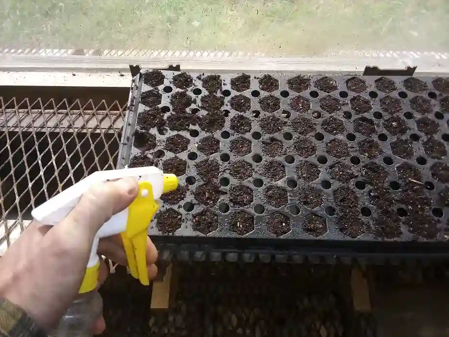 Spritzing seeds in tray with water