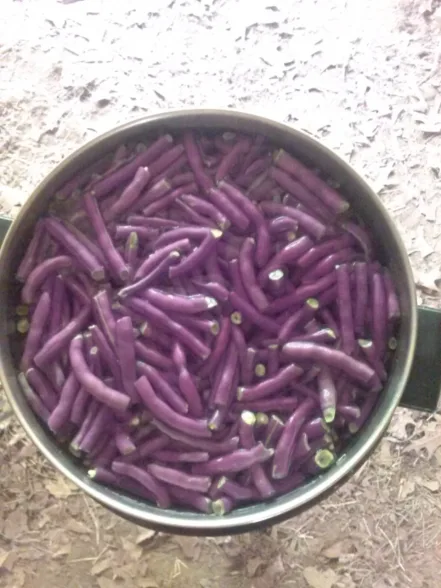 string beans in pot