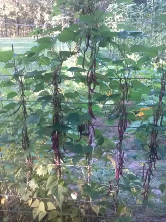 string beans growing on fence
