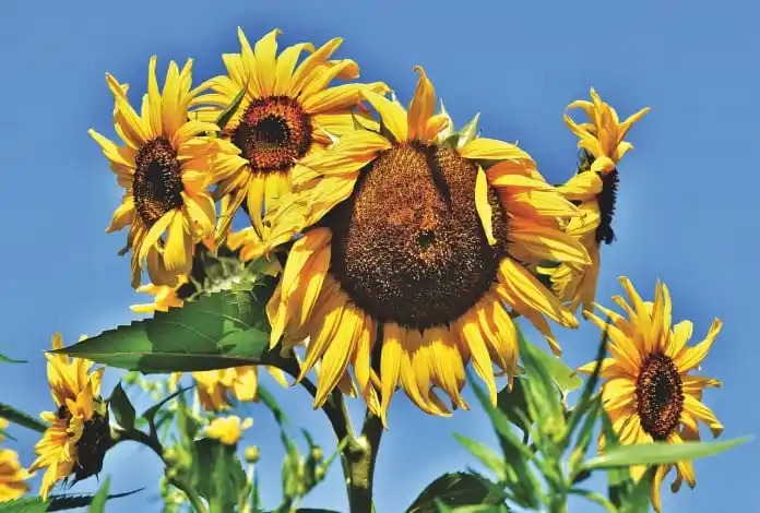 sunflowers