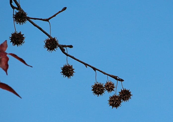 sweet gum balls